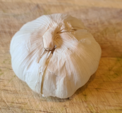 Garlic