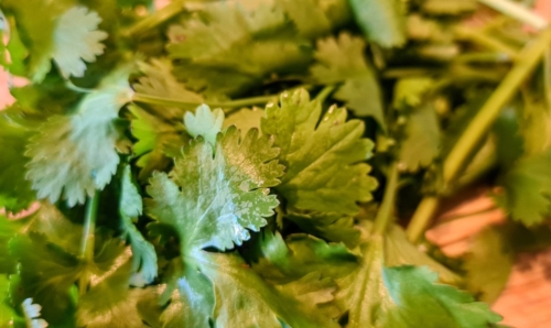 Coriander