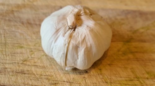 Garlic