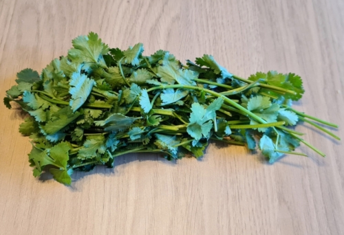 Coriander